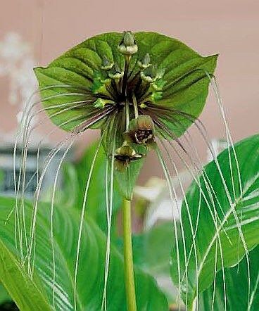 Rare Green Tacca Chantrieri Seeds ~ Black Bat Flower ~ Black Lily ~ Bat ~ Devil’s Flower ~ Exotic Flower ~ Unusual Flowers