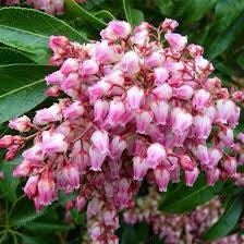 Pink Campanula Bellflowers Seeds ~ Bellflowers ~ Little Bell Flowers ~ Garden ~ Spring Flowers ~ Flowers