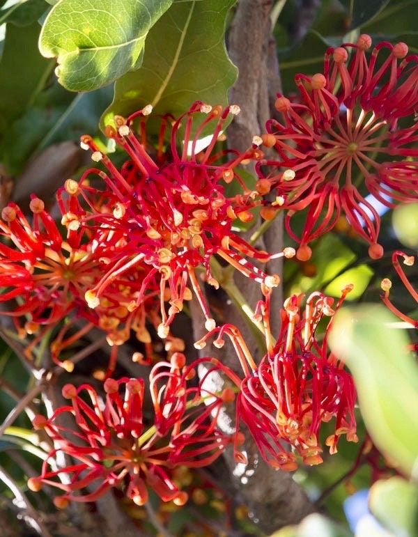 Rare Firewheel Tree Seeds ~ Stenocarpus Sinuatus ~ Plants ~ Garden ~ Exotic ~ Unique ~ Tropical