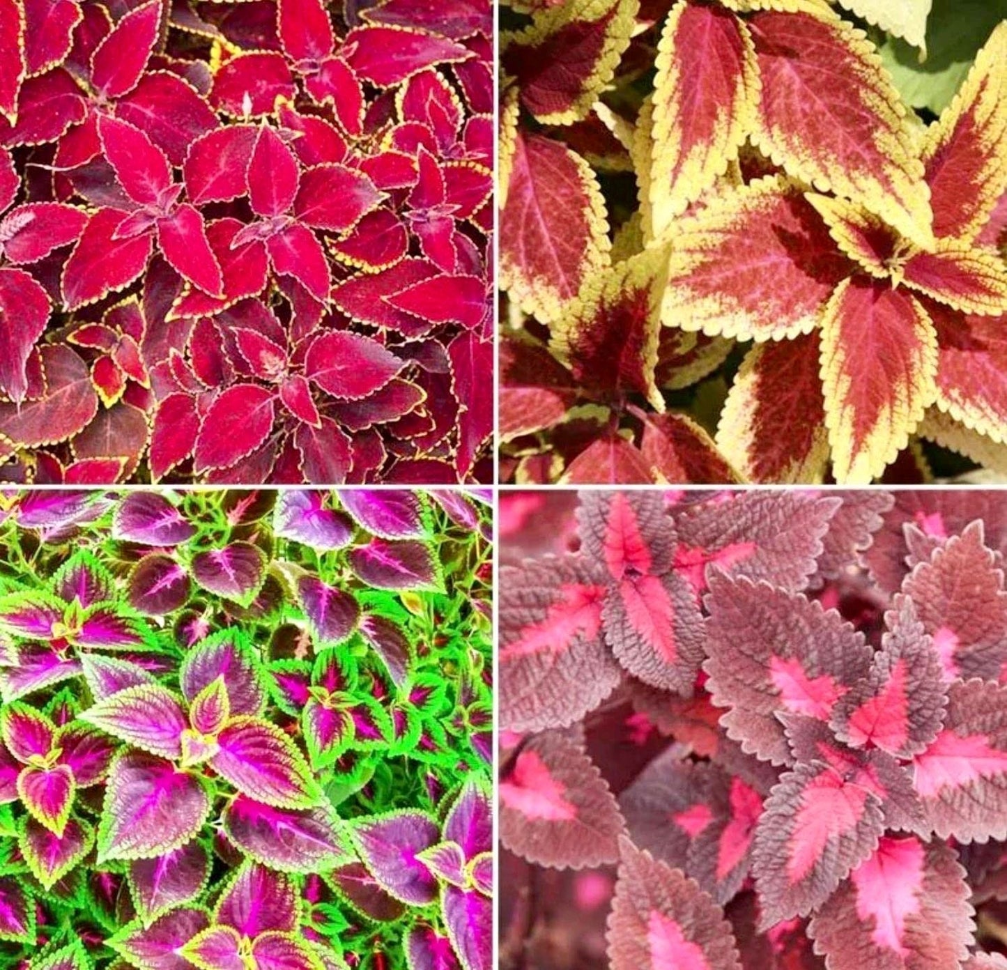 Jade Wizard Coleus Seeds ~ Coleus Blumei ~ Low Maintenance Plants ~ Garden ~ Grow Your Own ~ Spring Flowers ~ Instead of Flowers ~ Flowers