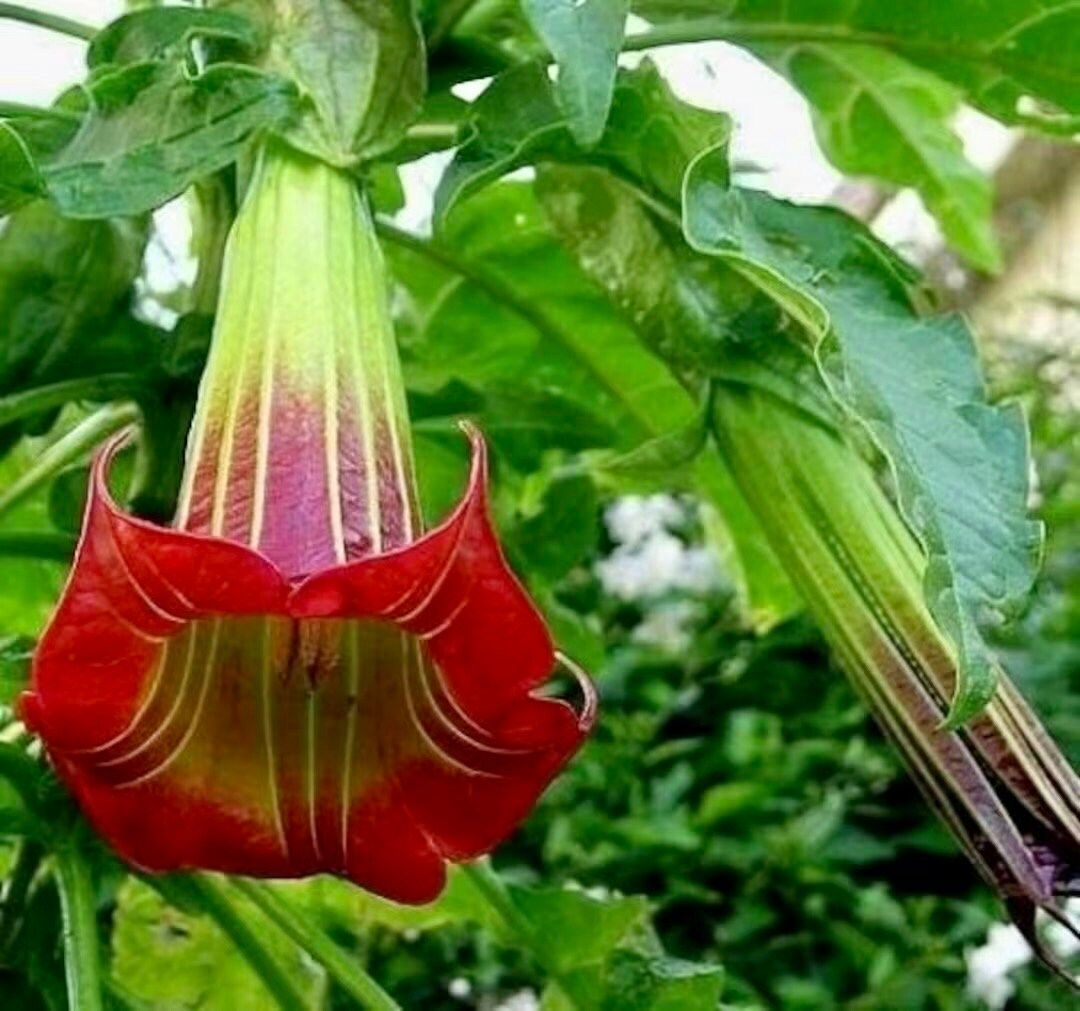 Scarlet Angel’s Trumpet Vine Seeds ~ Brugmansia Sanguinea ~ Trumpet Creeper ~ Fresh Seeds ~ Blooms ~ Flowers ~ Instead of Flowers ~ Red