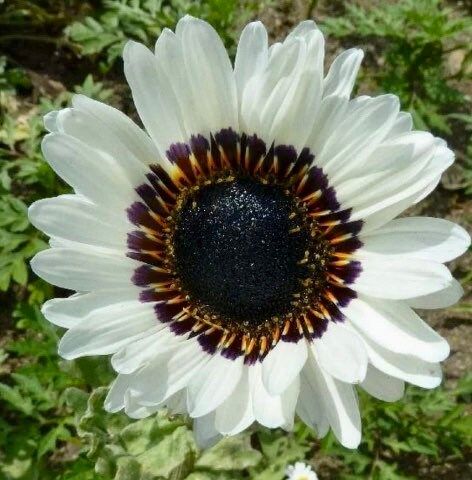 Snow White Sunflower Seeds ~ Helianthus Annuus ~ Pretty Flowers ~ Garden ~ Fall ~ Heirloom Seeds ~ Autumn ~ Bouquets ~ Fresh Cut Flowers