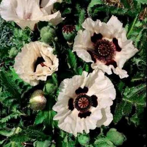 Poppy Checkers Seeds ~ Papaver Orientale Checkers ~ Cool Flowers ~ Unique ~ Heirloom ~ Bouquets ~ Fresh Cut Flowers ~ Cool ~ Neat Flowers