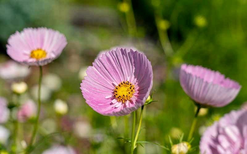 Cosmos Cupcake Blush Seeds ~ Cosmos ~ Cool Flowers ~ Grow Your Own ~ Butterflies ~ Bees ~ Annual ~ Summer ~ Spring ~ Bouquets