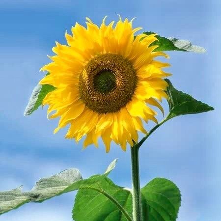 Giant ‘Sunzilla’ Sunflower Seeds ~ Helianthus Annuus ~ Pretty Flowers ~ Garden ~ Fall ~ Heirloom Seeds ~ Autumn ~ Huge