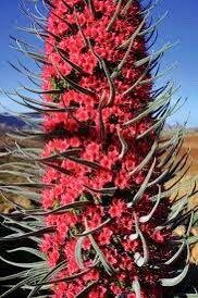 Tower of Jewels Flower Seeds ~ Echium Wildpretii ~ Snake Head ~ Unique ~ Rare ~ Exotic ~ Garden ~ Grow Your Own ~ Plant