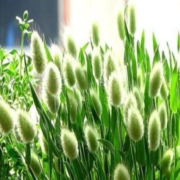 White Bunny Tails Seeds ~ Plants ~ Garden ~ Grow Your Own ~ Spring Flowers ~ Instead of Flowers ~ Ornamental