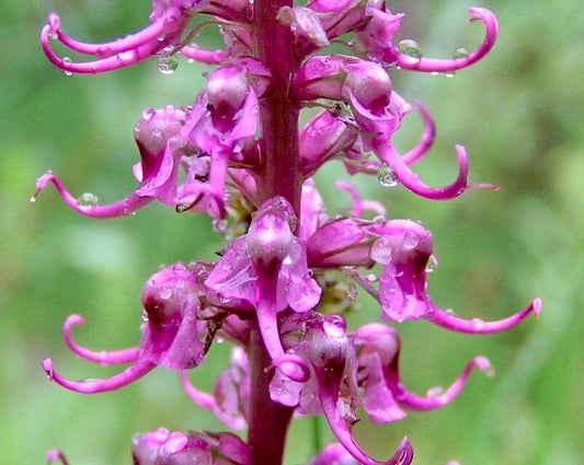 Unusual Pink Lousewort Elephant Head Seeds ~ Pedicularis Groenlandica ~ Garden ~ Grow Your Own ~ Spring Flowers