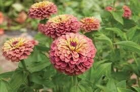 Zinnia “Queen Lime Red” Seeds ~ Flowers ~ Butterflies Love ~ Non-GMO Seeds ~ Cool Flowers ~ Rare