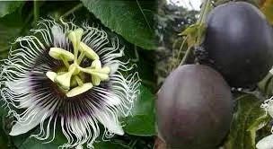 Purple Granadilla Seeds ~ Passionfruit ~ Maypop ~ Passionflower ~ True Passionflower ~ Wild Apricot ~ Wild Passion Vine