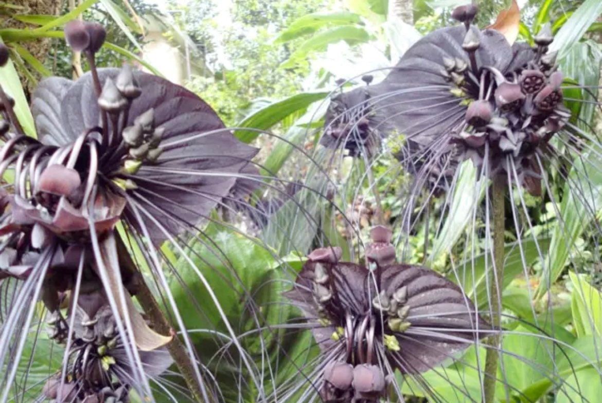 Rare Black Tacca Chantrieri Seeds ~ Black Bat Flower ~ Black Lily ~ Bat ~ Devil’s Flower ~ Exotic Flower ~ Unusual Flowers