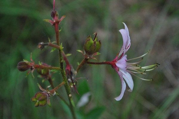 Gas Plant Seeds ~ Dictamnus Albus ~ Mixed Colors ~ Flowers ~ Garden ~ Plants