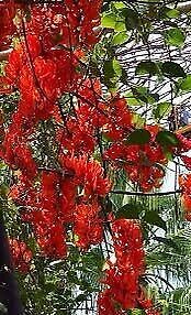 Rare Red Jade Vine Seeds ~ Mucuna Benettii ~ Mucuna Bennettii ~ Mucuna Warburgii