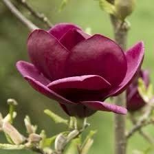 Genie Dark Red Yulan Magnolia Tree Seeds ~ Fragrant Flowers ~ Home Garden ~ Exotic Flower ~ Rare