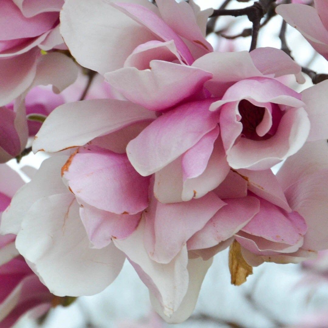 Pink Saucer Magnolia Seeds ~ Soulangeana ~ Usual Flowers ~ Exotic Flower