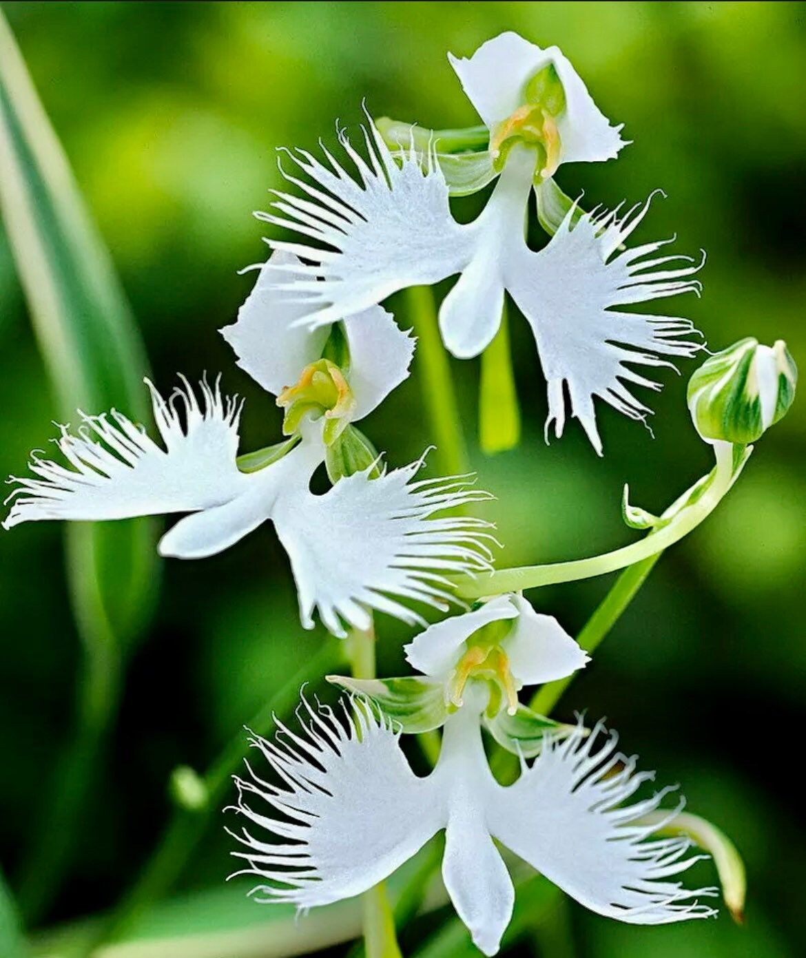 Fringed Orchid Seeds ~ Habenaria Radiata ~ Crane Orchid ~ Pecteilis Radiata ~ The White Egret Flower ~ Fringed Orchid ~ Exotic