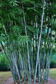 Blue Bamboo Seeds ~ Fountain ~ Privacy Climbing ~  Cyrtostachys Renda Tree ~ Gardening ~ Spring