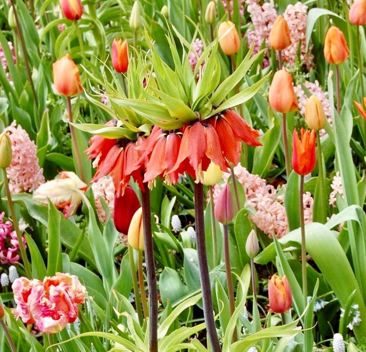 Red Crown Imperialis Seeds ~ Fritillaria Rubra ~ Exotic ~ Unique ~ Fun ~ Bees ~ Butterflies ~ Beautiful Flowers ~ Dr Seus