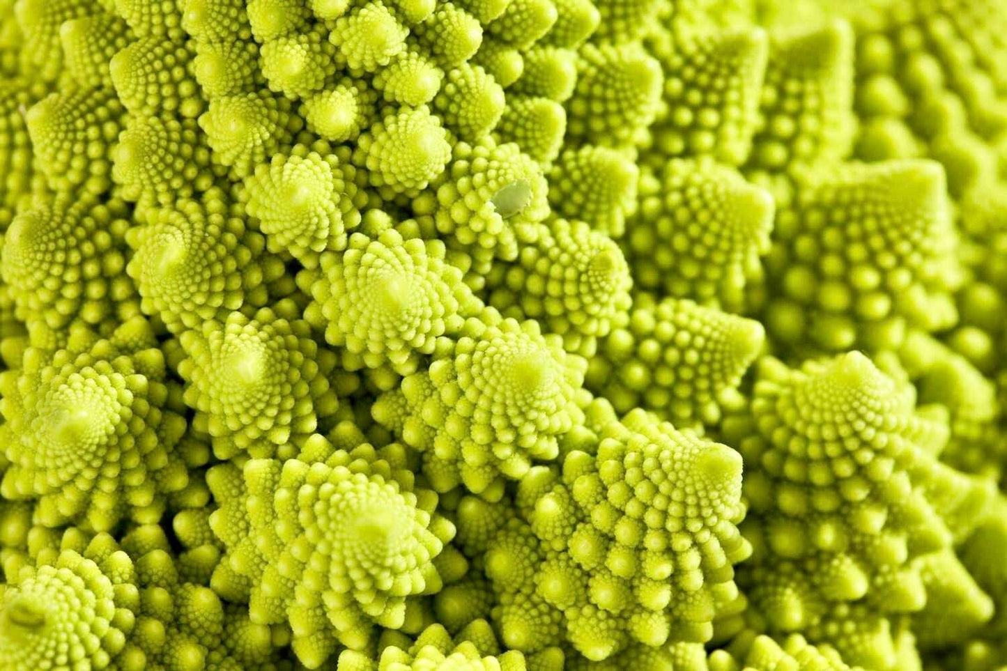 Chartreuse Romanesco Broccoli Seeds ~ Brassica Oleracea ~ Wild Cabbage ~ Broccoli ~ Heirloom ~ Grow Your Own ~ Vegetables ~ Veggies