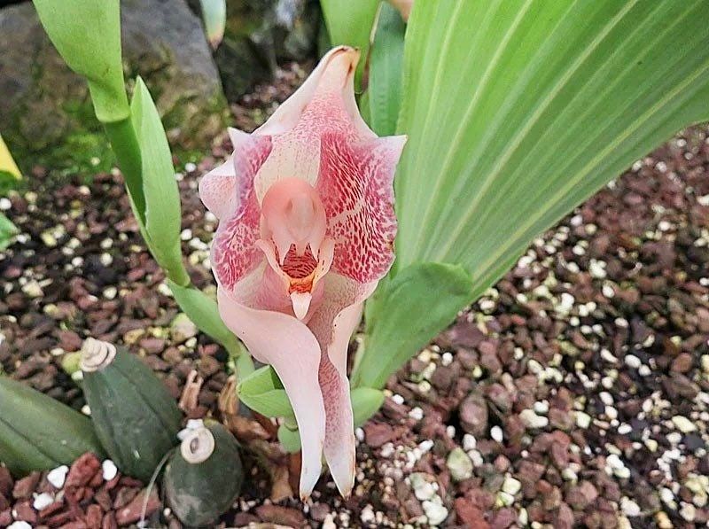 Swaddled Babies Orchid Seeds ~ Anguloa Uniflora ~ Unique ~ Houseplant ~ Orchids ~ Pretty ~ Flowers