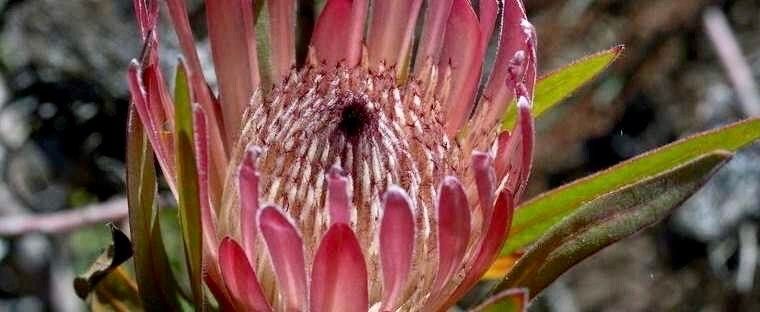 South African Burchell's Sugarbush Seeds ~ Protea Burchellii ~ Bouquets ~ Plants ~ Rare ~ Grow Your Own ~Tropical Flowers ~ Exotic Flowers