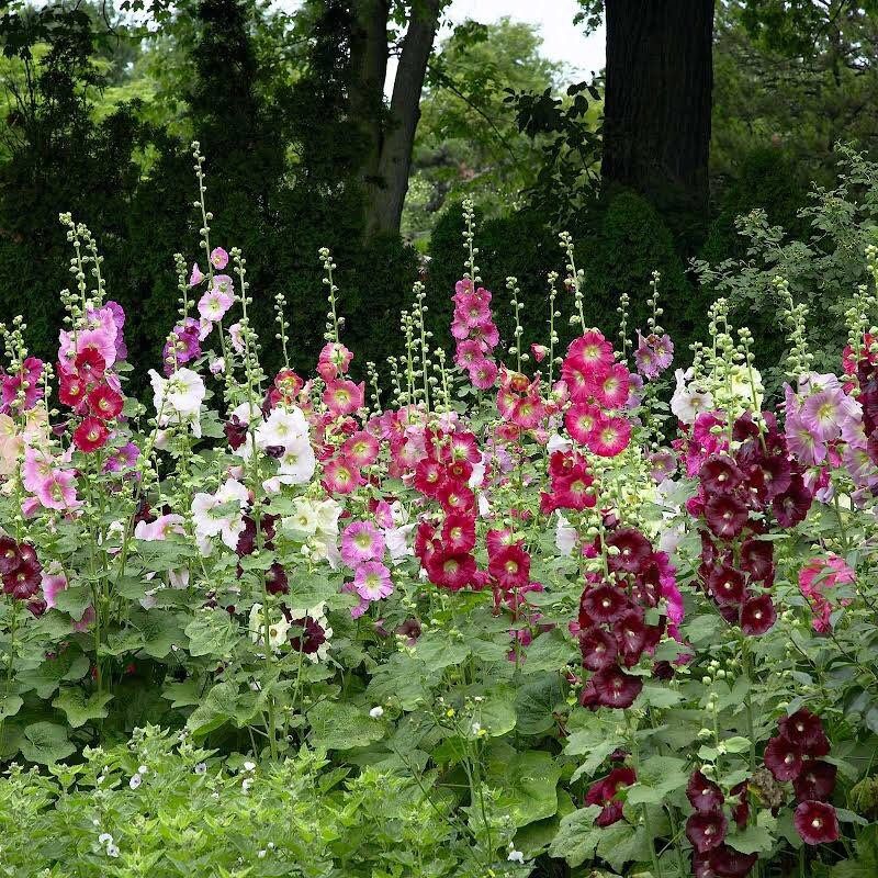 Summer Carnival Hollyhock Seeds ~ Flower ~ Seeds ~ Gifts ~ Grow Your Own ~ Spring Flowers ~ Instead of Flowers