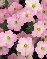 Dreams Appleblossom Petunia Seeds ~ Plants ~ Garden ~ Grow Your Own ~ Spring Flowers ~ Instead of Flowers ~ Flowers