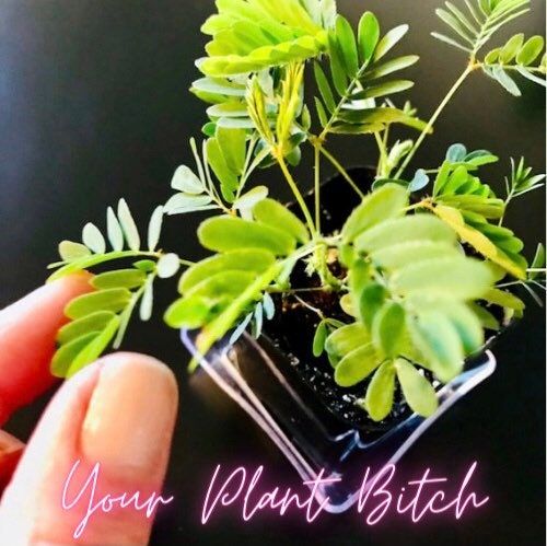 rare indoor plant seeds One Year Subscription of Monthly Surprise Plant Seeds ~ RARE Plants ~ – Your Plant Bitch