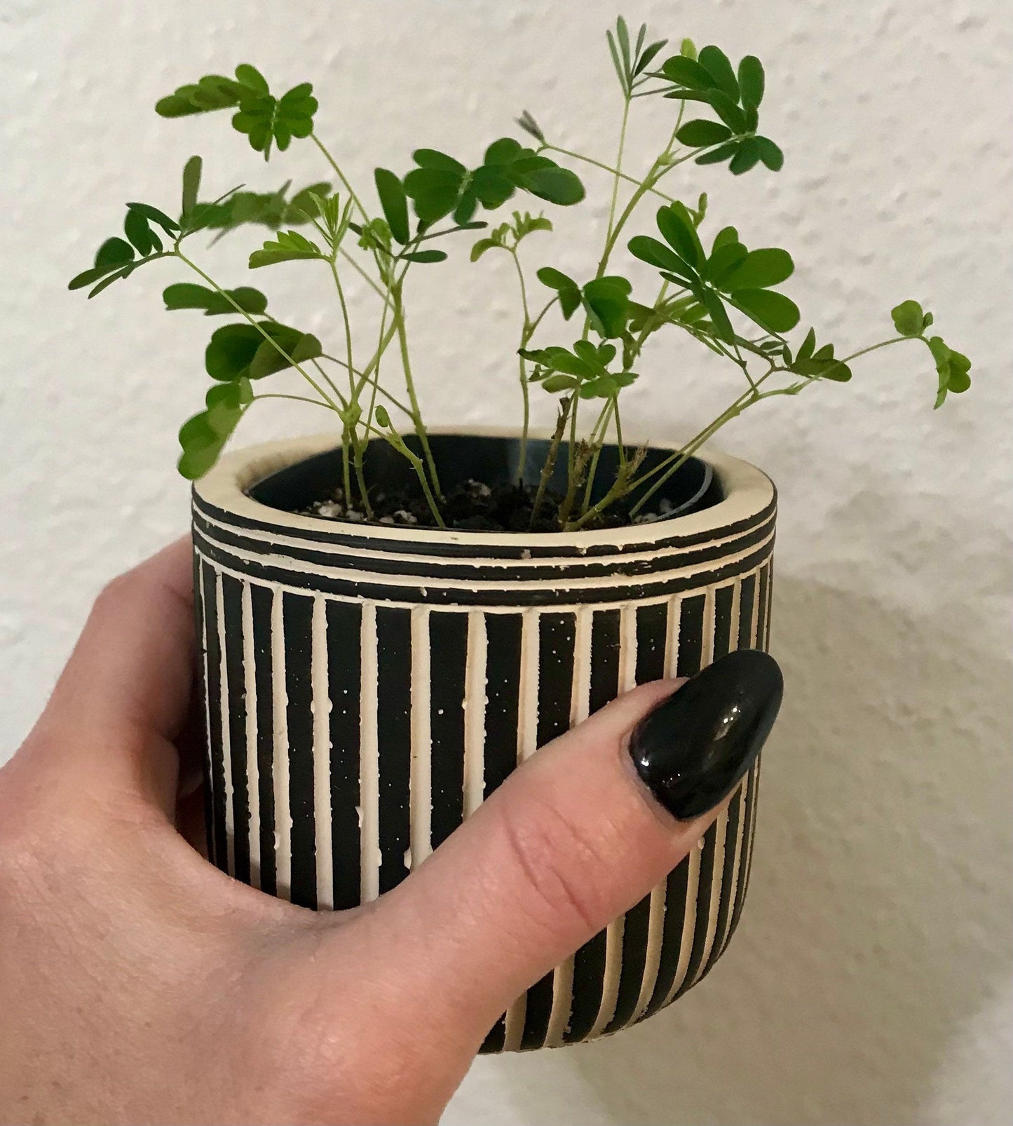 sensitive plant indoors RARE Mimosa Pudica Plant~Touch-Me-NOT Plant~Sleepy Plant~Sensitive Pla – Your Plant Bitch