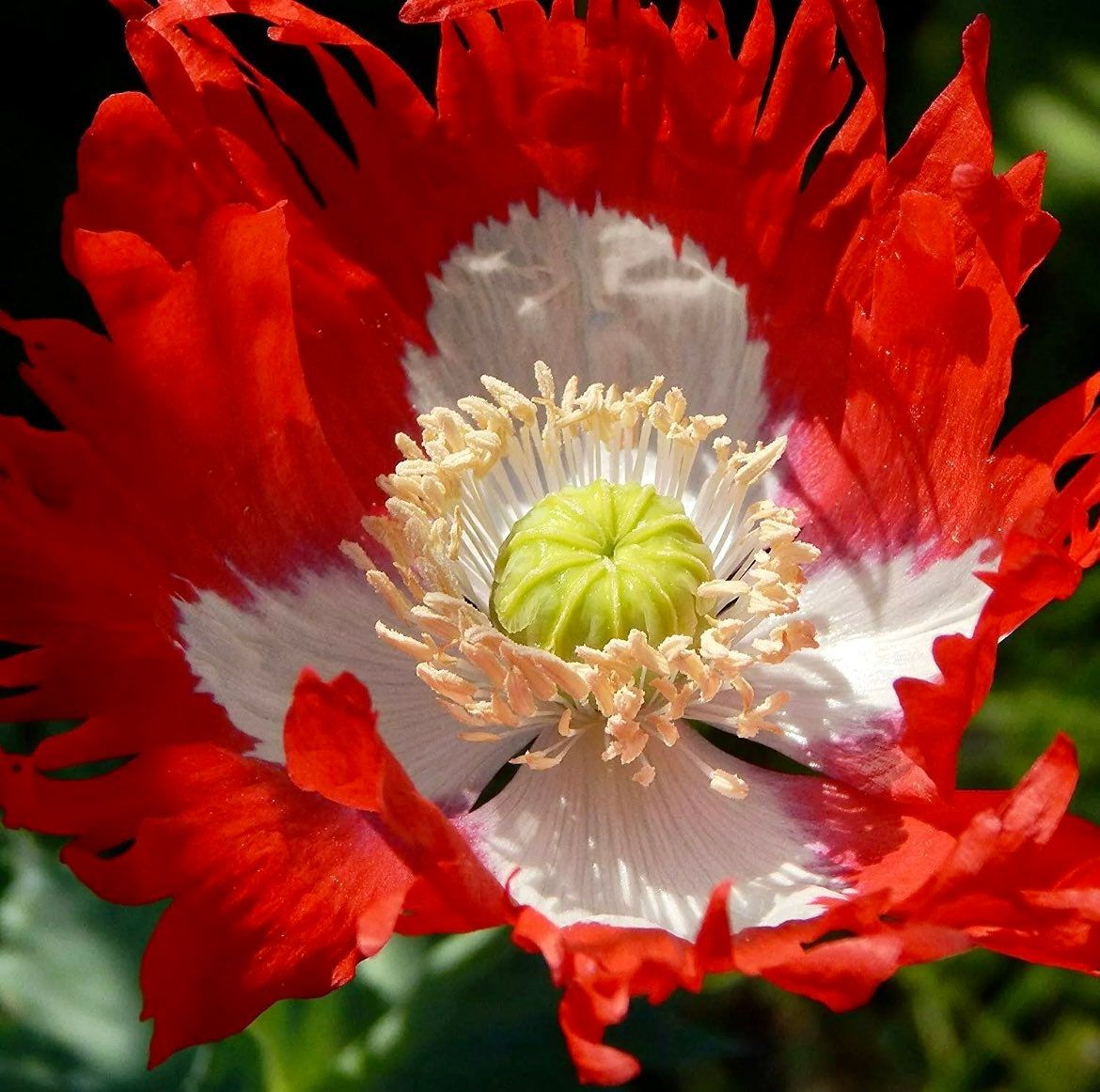 Poppy DANISH FLAG Somniferum ~ Rare Striking Fringed Flowers Seeds ~ Cool Flowers ~ Rare ~ Heirloom