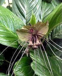 Rare Green Tacca Chantrieri Seeds ~ Black Bat Flower ~ Black Lily ~ Bat ~ Devil’s Flower ~ Exotic Flower ~ Unusual Flowers