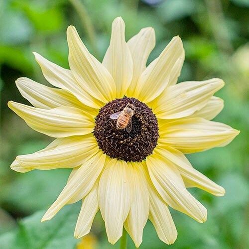 Italian White Sunflower Seeds ~ Helianthus Annuus ~ Pretty Flowers ~ Garden ~ Fall ~ Heirloom Seeds ~ Autumn