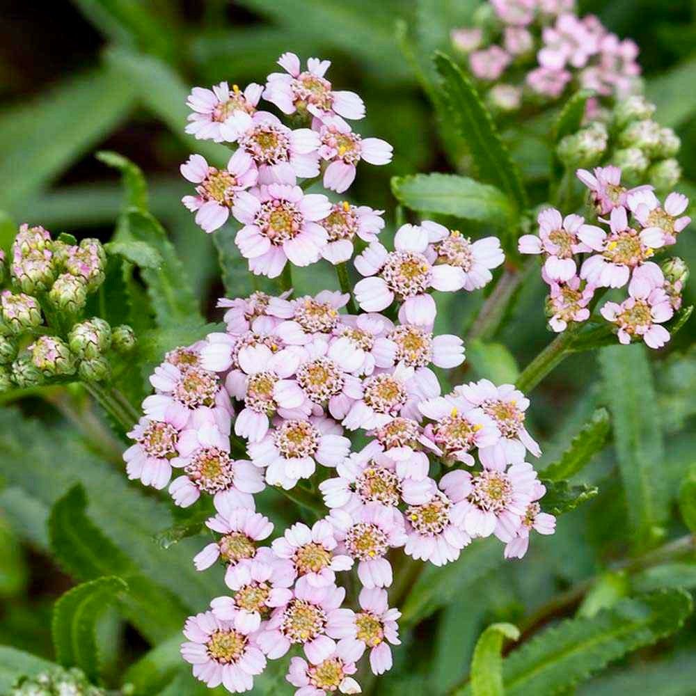 Yellow Love Parade Seeds ~ Achillea Sibirica ~ Rare ~ Rare Plants ~ Grow Your Own ~ Spring Flowers ~ Lovely ~ Bouquets ~ Garden