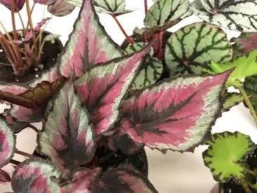 Pink-Green Rex Begonias Seeds ~ Plants ~ Garden ~ Grow Your Own ~ Spring Flowers ~ Instead of Flowers ~ Flowers