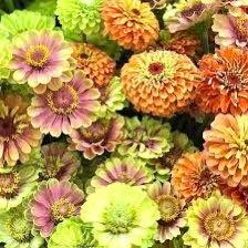 Zinnia “Queen Lime Orange” Seeds ~ Flower Seeds ~ Plants ~ Garden ~ Grow Your Own ~ Spring Flowers ~ Instead of Flowers ~ Flowers