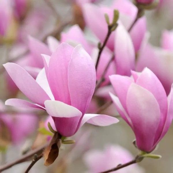 Pink Saucer Magnolia Seeds ~ Soulangeana ~ Usual Flowers ~ Exotic Flower