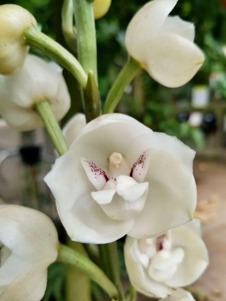 Holy Ghost Orchid Seeds ~ Peristeria Elata ~ Dove Orchid ~ Usual Flowers ~ Exotic Flower ~ Unique Flowers ~ Funky Plants