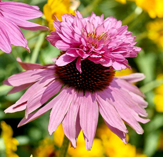 Doubledecker Purple Coneflower Echinacea Seeds ~ Echinacea Purpurea Doubledecker ~ Grow Your Own ~ Spring ~ Pretty Flowers