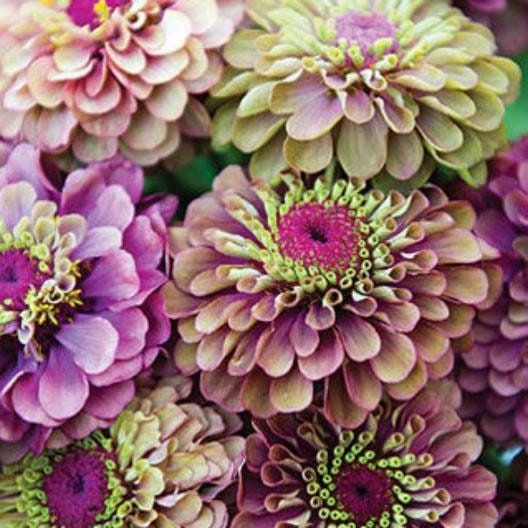 Zinnia “Zinderella” Lilac Seeds ~ Flower Seeds ~ Plants ~ Garden ~ Spring Flowers ~ Bouquet ~ Flowers ~ Fresh Cut Flowers