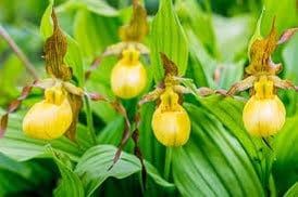 Yellow Lady’s Slipper Orchid Seeds ~ Lady Slipper Orchids ~ Cypripedium Pubescens ~ Unique ~ Cypripedium Parviflorumxotic ~ Exotic