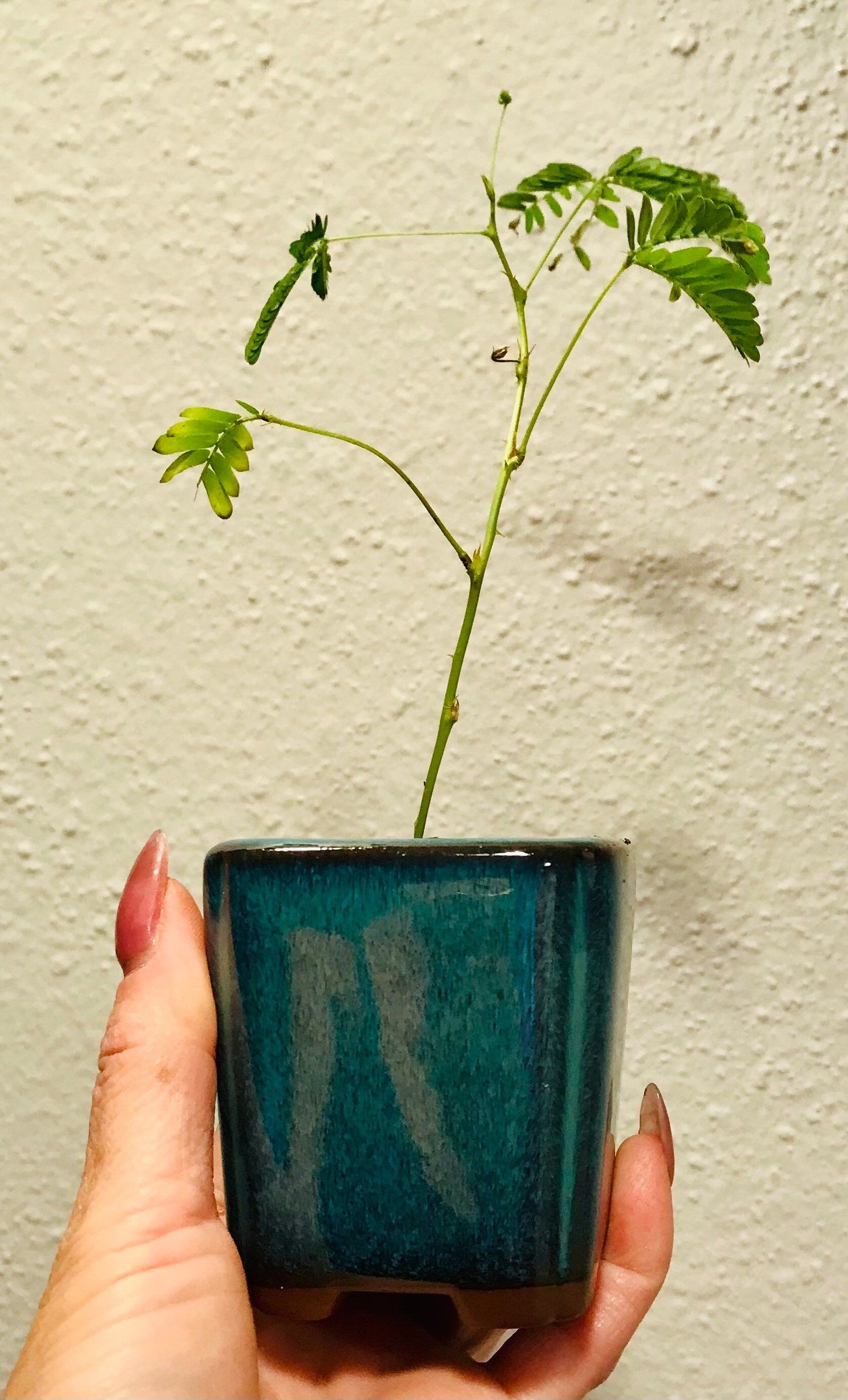 Sensitive Plant Bonsai~Mimosa Pudica Plant~Touch-Me-NOT Plant~Sleepy Plant~Shame Plant~Action Plant~Zombie Plant~Shy Lady Plant