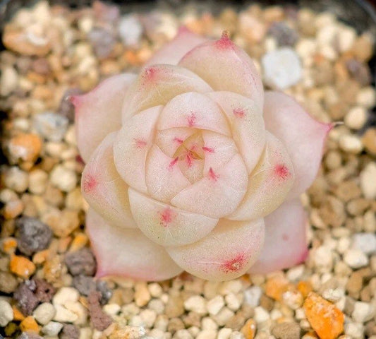 Echeveria Malgan Seeds ~ Plants ~ Colored ~ Succulents ~ Wheat Straw ~ Grow Your Own ~ Spring Flowers ~ Easy to Care For