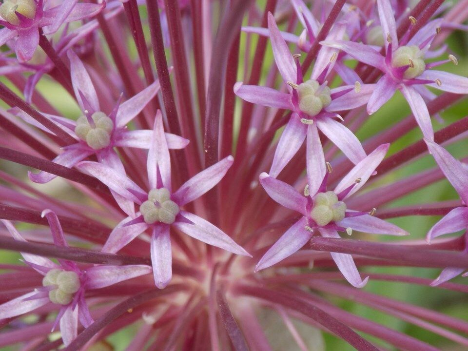 Allium Schubertii Seeds ~ Plants ~ Garden ~ Grow Your Own ~ Spring Flowers ~ Instead of Flowers ~ Presents