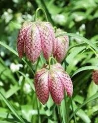 Checker Lily Seeds ~ Fritillaria Affinis Chocolate Mission Bells ~ Flowers ~ Neat Flowers ~ Spring Time ~ Gardens