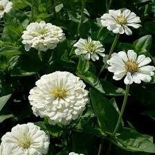 Zinnia “Polar Bear” Seeds ~ Flowers ~ Butterflies Love ~ Non-GMO Seeds ~ Cool Flowers ~ Rare