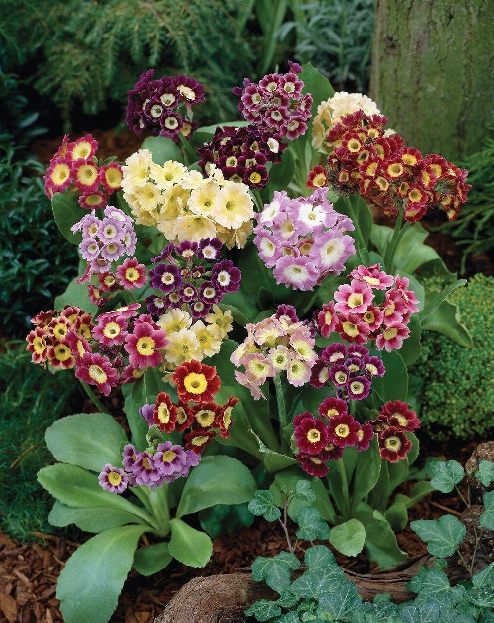 Primula Auricula Seeds ~ Special Mix of Colors ~ Auricula ~ Mountain Cowslip ~ Bear’s Ear ~ Flowers ~ Colorful