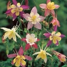 Giants and Harlequin Mix Columbine Seeds~ Flower ~ Perennial Flowers ~ Blooms ~ Grow Your Own ~ Spring Flowers ~ Instead of Flowers ~ Spring