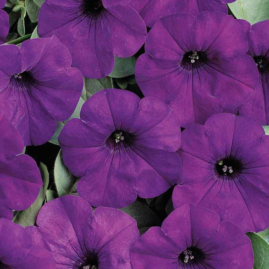 Easy Wave Spreading Petunia Seeds ~ Petunia x Hybrida Blue ~ Spring Flowers ~ Instead of Flowers ~ Flowers ~ Blue ~ Pretty ~ Lovely ~ Flower