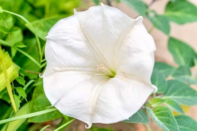 White Moon Vine Seeds ~ Moonflower ~ Ipomoea Alba ~ Tropical White ~ Morning Glory ~ Flowers ~ Pretty ~ Giant White Moonflower