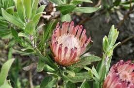 South African Burchell's Sugarbush Seeds ~ Protea Burchellii ~ Bouquets ~ Plants ~ Rare ~ Grow Your Own ~Tropical Flowers ~ Exotic Flowers